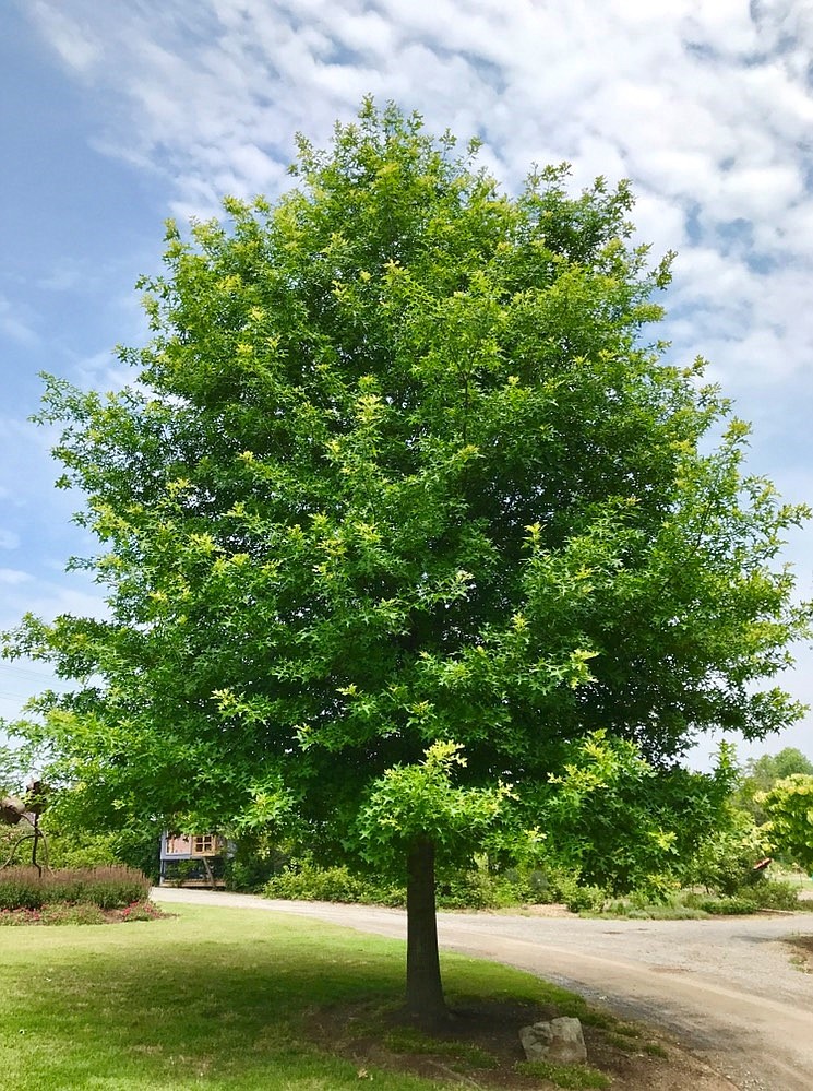 This graceful Nuttall oak can be seen in the UT Gardens. Note the perpendicular habit of the lowest branches. No limbs will droop to hinder mowing or disturb picnics. / Photo by H. Jones / University of Tennessee Institute of Agriculture