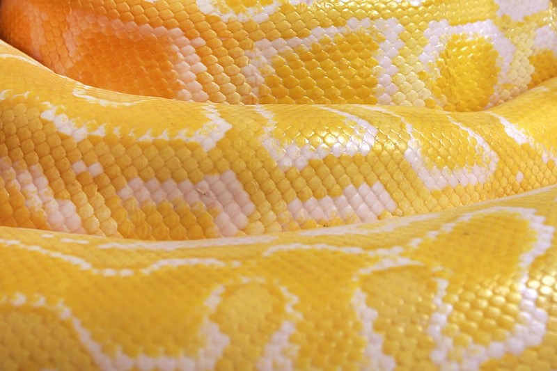 The skin of a live yellow snake with white stripes. Gold reticulated python snake tile python tile / Getty Images