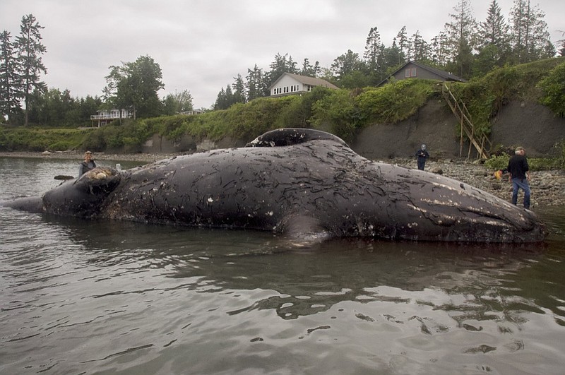 Officials examine a decomposing whale that washed ashore, Tuesday, May 28, 2019, in Port Ludlow, Wash. The National Oceanic and Atmospheric Administration is looking for private landowners who'd be willing to let a dead whale decompose on their property. The unusual request comes two weeks after the federal agency announced they would study what has caused 81 gray whales to wash up dead on beaches in Alaska, Washington, Oregon and California. (AP Photo/Mario Rivera)