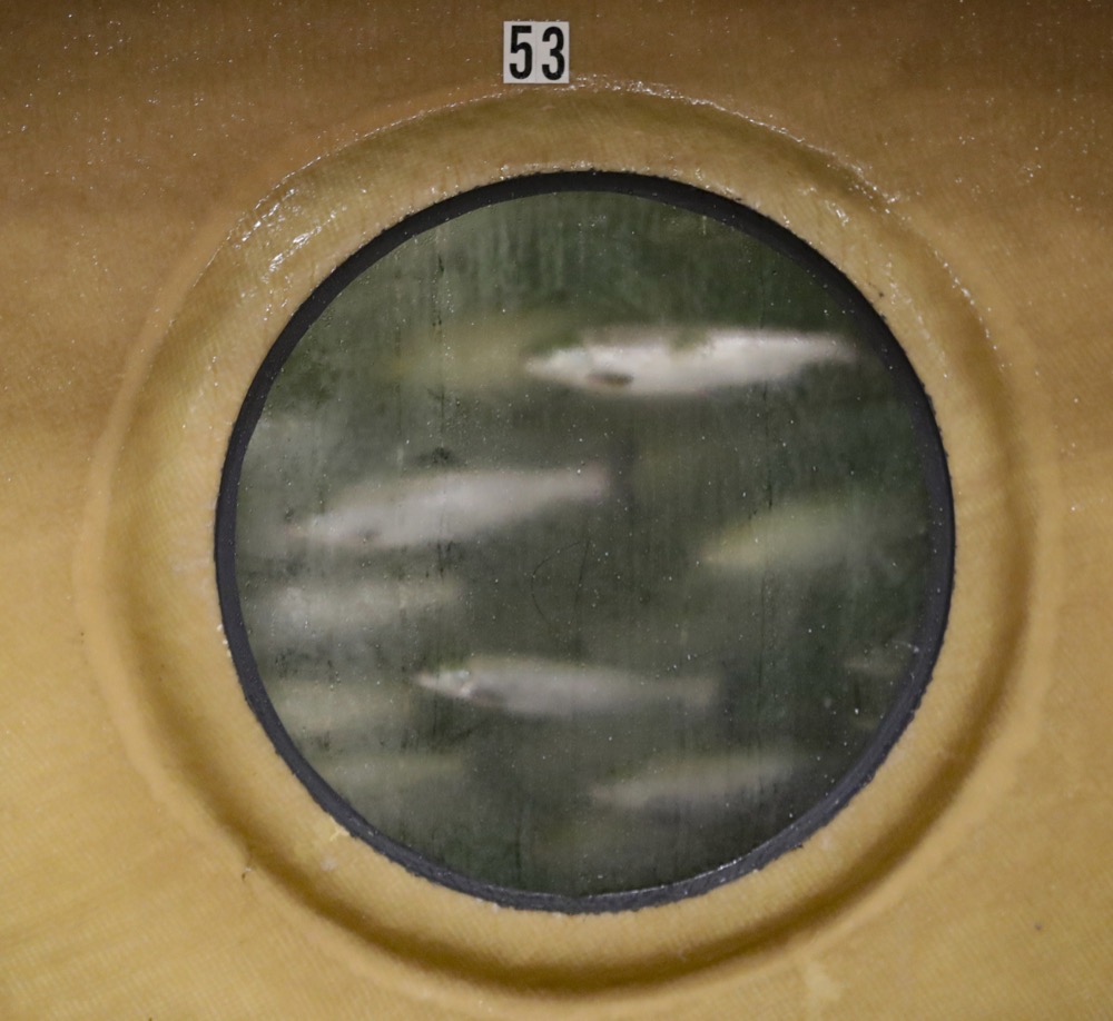 Atlantic salmon swim past a viewing window in a tank at Aquabounty Technologies, a fish farm in Albany, Ind., Wednesday, June 19, 2019. AquaBounty will be producing the first genetically modified animals approved for human food in the U.S. and one way companies are pushing to transform plants and animals, as consumer advocacy groups call for greater caution. (AP Photo/Michael Conroy)