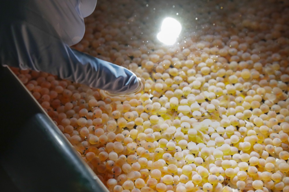 Peter Bowyer, the facility manager at AquaBounty Technologies, points out a newly hatched Atlantic salmon alevin among the first batch of bioengineered eggs in an incubation tray in Albany, Ind., Wednesday, June 19, 2019. The company, which already breeds the salmon in Canada, is incubating this first batch of bioengineered eggs and the first salmon fillets raised there would be ready in late 2020. (AP Photo/Michael Conroy)