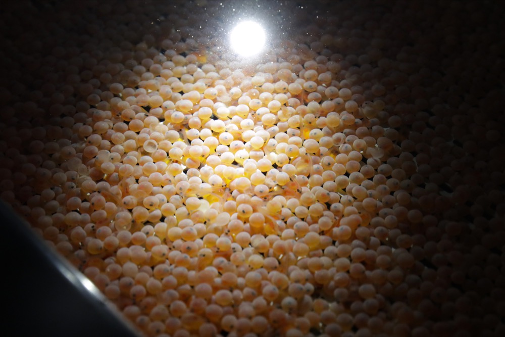 The first batch of bioengineered eggs Atlantic salmon eggs are shown in an incubation tray at AquaBounty Technologies' facility in Albany, Ind., Wednesday, June 19, 2019. The company, which already breeds the salmon in Canada, is incubating this first batch of bioengineered eggs and the first salmon fillets raised there would be ready in late 2020. (AP Photo/Michael Conroy)