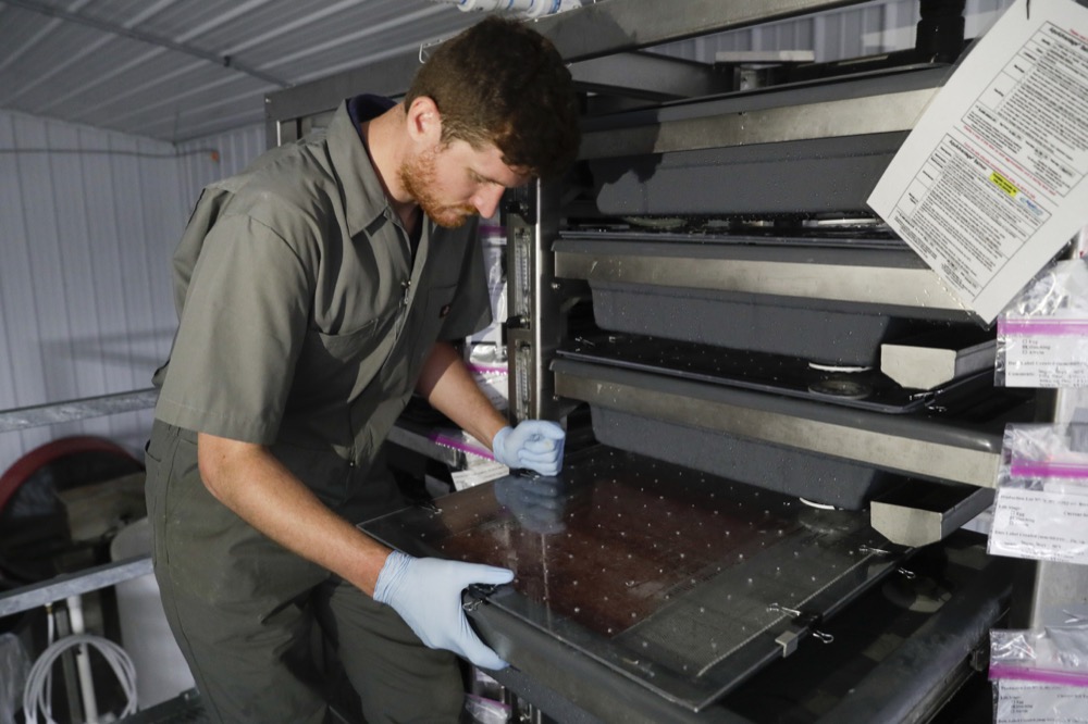 Peter Bowyer, the facility manager at AquaBounty Technologies, checks on the newly hatched Atlantic salmon in the first batch of bioengineered eggs in an incubation tray in Albany, Ind., Wednesday, June 19, 2019. The company, which already breeds the salmon in Canada, is incubating this first batch of bioengineered eggs and the first salmon fillets raised there would be ready in late 2020. (AP Photo/Michael Conroy)
