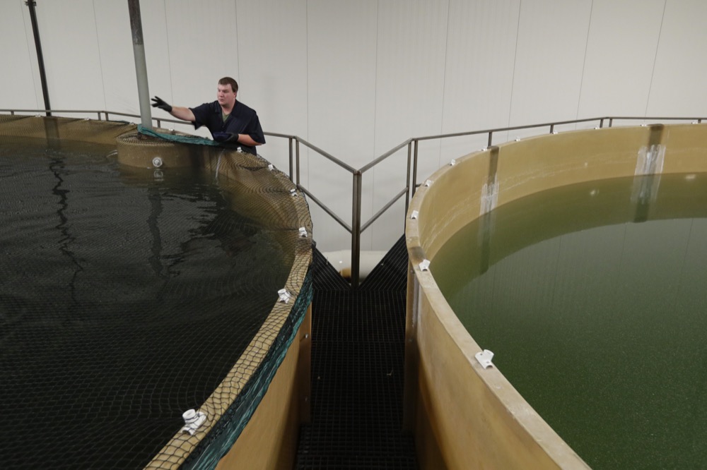 Joseph Michael, of Holly, Mich. feeds Atlantic salmon in one off the tanks at the AquaBounty Technologies commercial fish farm in Albany, Ind., Wednesday, June 19, 2019. AquaBounty will be producing the first genetically modified animals approved for human food in the U.S. and one way companies are pushing to transform plants and animals, as consumer advocacy groups call for greater caution. (AP Photo/Michael Conroy)