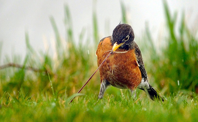 A robin pulls a worm from the ground on a rainy afternoon. (Photo by Scott Anderson)