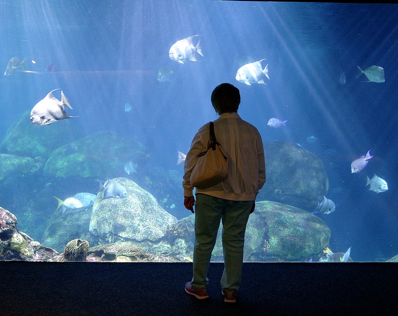 Elise Osborne of Bristol, Va., checks out the shark and fish exhibit at the Tennessee Aquarium on Thursday, May 25, 2017.