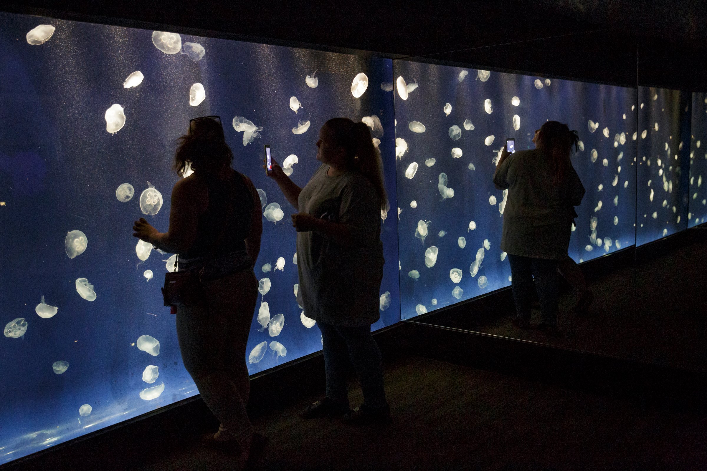Visitors enjoy a mirrored room housing moon jellyfishat the Tennessee Aquarium on Friday, Sept. 14, 2018.