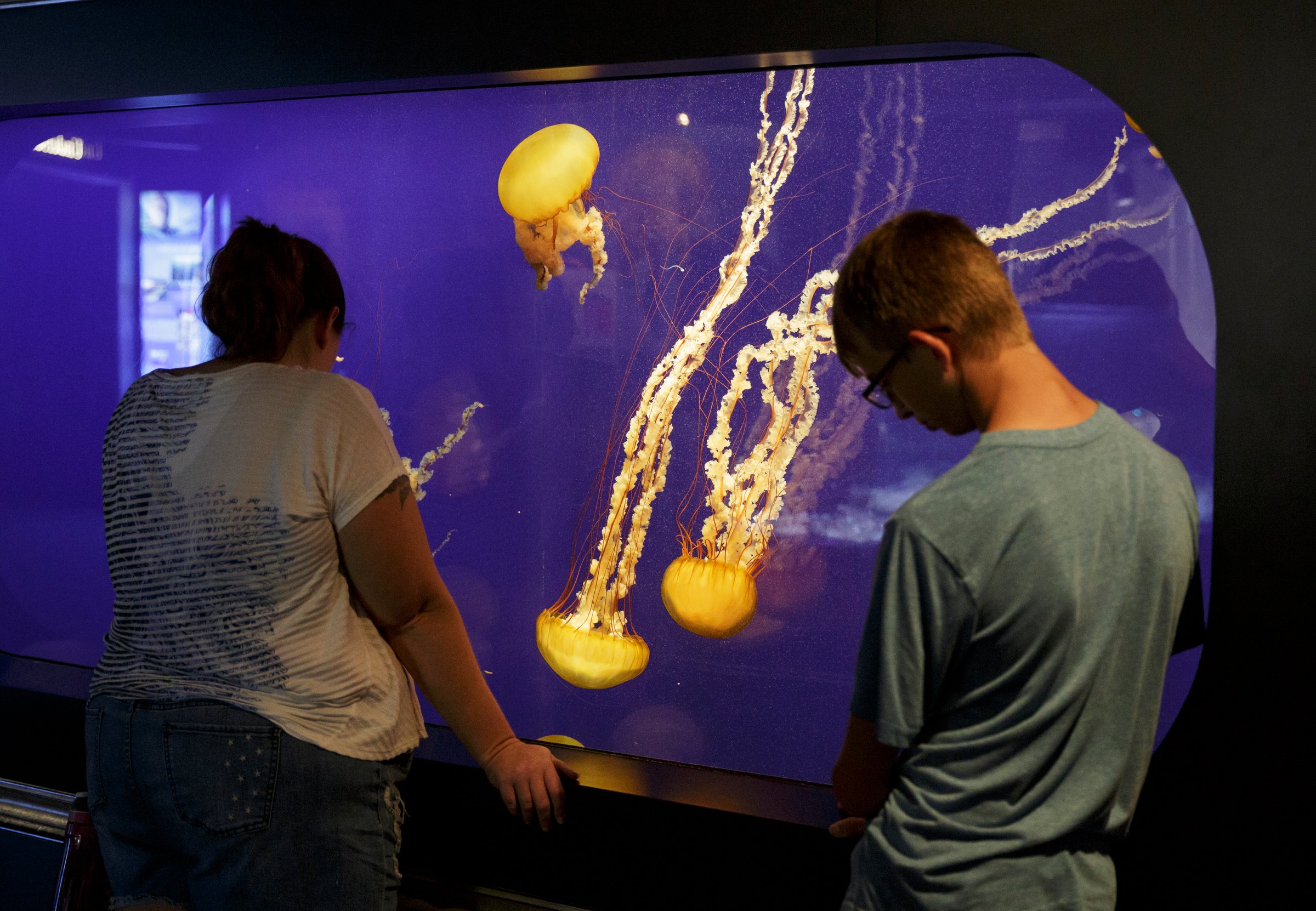 Sharon Lee, left, and Brian Lee watch west coast sea nettles in a tank at the Tennessee Aquarium on Friday, Sept. 14, 2018.