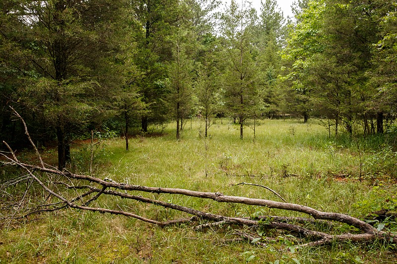 Staff photo by Doug Strickland / A forested area near cedar glades at Chickamauga & Chattanooga National Military Park is seen on Tuesday, June 18, 2019, in Fort Oglethorpe, Ga. The park is experiencing problems with invasive plant species growing into cedar glades.