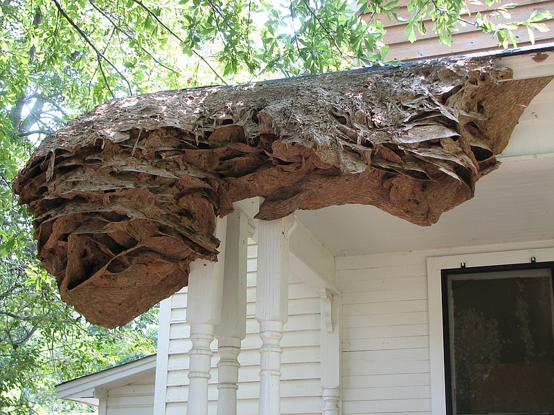 In a photo provided by entomologist Charles Ray, a "super nest" housing thousands of wasps in Chilton County, Ala., July 19, 2006. That summer, Ray recorded about 90 such nests, an unusually large number that most likely thrived after unusually warm winter weather allowed multiple queens to survive and produce eggs. (Charles Ray via The New York Times)
