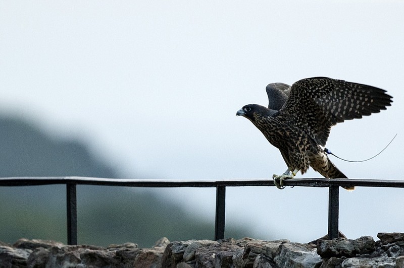 Peregrine falcon Artemis flaps her wings while perched on the railing at the "See Seven States" overlook at Rock City on Wednesday, July 3, 2019 in Lookout Mountain, Ga. Rock City has partnered with Wings to Soar to help reestablish peregrine falcons to the region. Twin falcons Artemis and Apollo, named after the Greek gods, have been living in the Rock City hack box since June 13 to prepare for their release. The birds, from Minnesota-based breeder Andy Kramer, become the 15th and 16th birds released back into the wild since 2006. / Staff photo by C.B. Schmelter