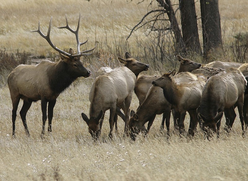 A bull elk, left, keeps a watchful eye on a herd of cow elk in Rocky Mountain National Park near Estes Park, Colo. Federal land in western states provides hunting ground for big game and trophy game, but the access to such opportunities isn't equal for those coming from out of state.