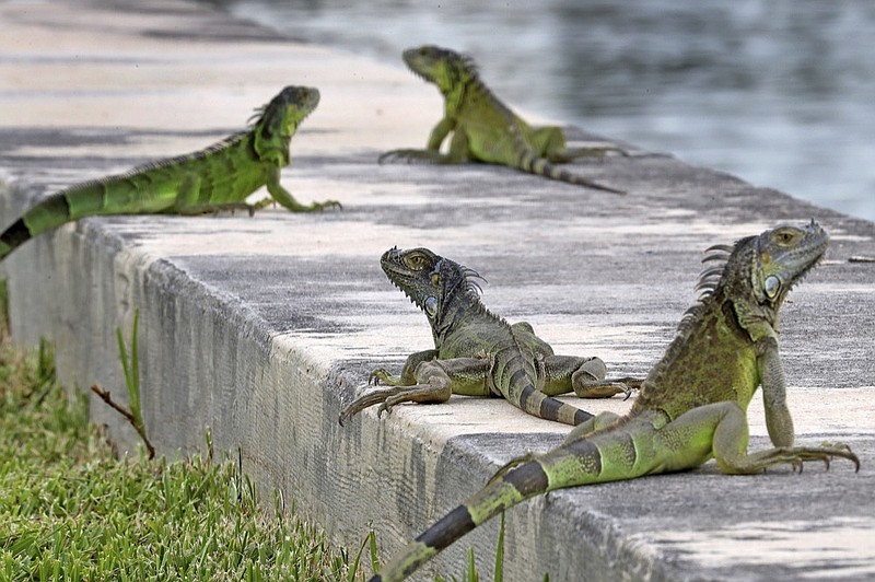 FILE - In this June 24, 2018, file photo, iguanas gather on a seawall in the Three Islands neighborhood of Hallandale Beach, Fla. Non-native iguanas are multiplying so rapidly in South Florida that a state wildlife agency is now encouraging people to kill them. A Florida Fish and Wildlife Conservation Commission news release says people should exterminate the large green lizards on their properties as well as on 22 public lands areas across South Florida. (Mike Stocker/South Florida Sun-Sentinel via AP)

