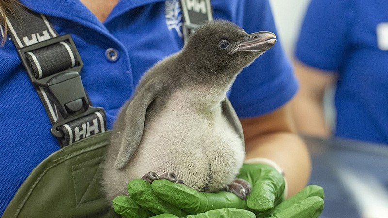 A pudgy Macaroni Penguin chick at the Tennessee Aquarium. / Photo by Casey Phillips, Tennessee Aquarium