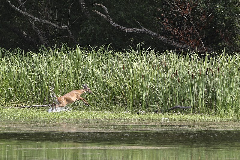 A deer jumps from the water at Chickamauga Lake in August 2016. With hunting season months away, during the summer hunters can only worry about what the fall and winter will bring, writes outdoors columnist Larry Case. At the same time, male deer are busy letting a new set of antlers grow.