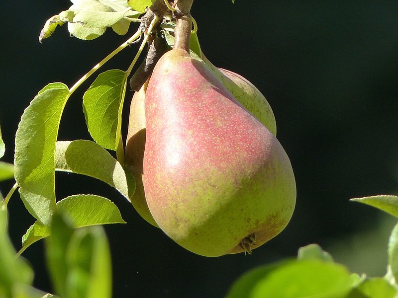 This Aug. 1, 2015 photo shows pears growing on a tree near Langley, Wash. Pears will mature on trees but not ripen and if left too long will turn brown inside. Horticulturists say pears need to be harvested, stored for two to four weeks at about 40 degrees Fahrenheit and then be exposed to several days at room temperatures before they are ready for the best eating experience. (Dean Fosdick via AP)