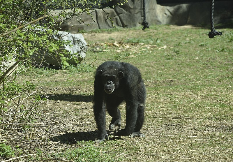 A chimpanzee walks in the Gombe Forest area at the Chattanooga Zoo on March 17, 2016, in Chattanooga.