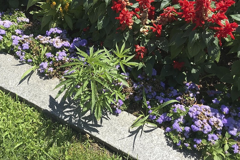 This photo released Friday, July 12, 2019, by the Vermont Capitol Police shows cannabis plants, left, growing on the grounds of the Statehouse in Montpelier, Vt. Police said they found a total of 34 plants during the week among the cultivated flowers that line the walkway in front of the building, but it hadn't been confirmed if the immature plants were marijuana or hemp. (Matthew Romei/Vermont Capitol Police via AP)
