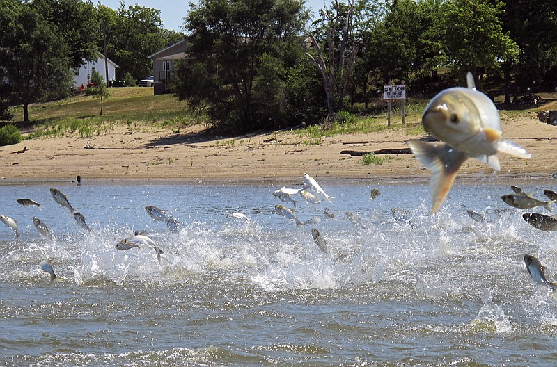 FILE - In this June 13, 2012, file photo, Asian carp, jolted by an electric current from a research boat, jump from the Illinois River near Havana, Ill. A fishing method originally developed in China will be used to remove invasive Asian carp from Kentucky Lake and Lake Barkley. The "unified method" of fishing drives carp through a series of large nets into a containment area, where they can be harvested. The method has been successful at capturing large quantities of Asian carp in Missouri and Illinois. (AP Photo/John Flesher, File)