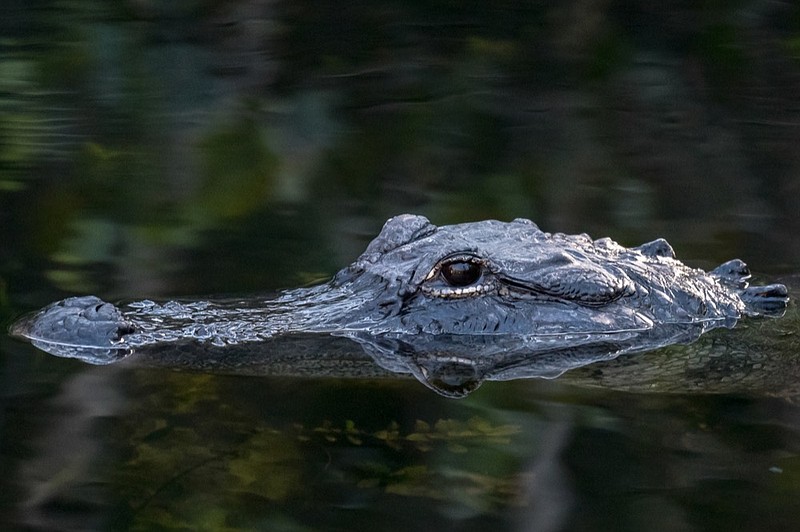 An alligator floats with just its head reflecting on the water alligator tile / Getty Images

