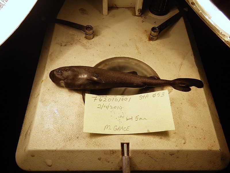 This undated image provided by National Oceanic Atmospheric Administration National Marine Fisheries Service Southeast Fisheries Science Center shows a 5.5-inch long rare pocket shark. A pocket-sized pocket shark found in the Gulf of Mexico has turned out to be a new species, and one that squirts little glowing clouds into the ocean. Researchers from around the Gulf and in New York have named it the American pocket shark, or Mollisquama (mah-lihs-KWAH-muh) mississippiensis (MISS-ih-SIP-ee-EHN-sis). (Mark Grace/National Oceanic Atmospheric Administration National Marine Fisheries Service Southeast Fisheries Science Center via AP, File)