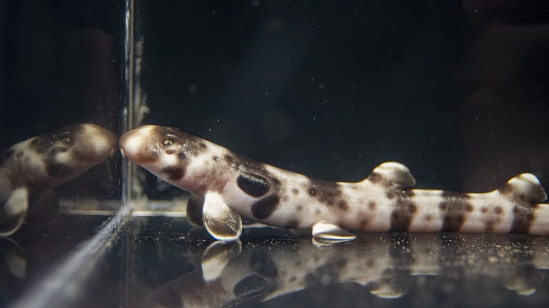 A baby epaulette shark hatched sometime between Monday evening and Tuesday morning at the Tennessee Aquarium, right in the middle of Shark Week. / Photo by Casey Phillips/Tennessee Aquarium