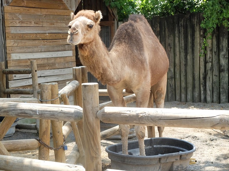 Bradley, one of the camels at the Chattanooga Zoo, keeps his hooves cool in a water bucket during the heat of the day.