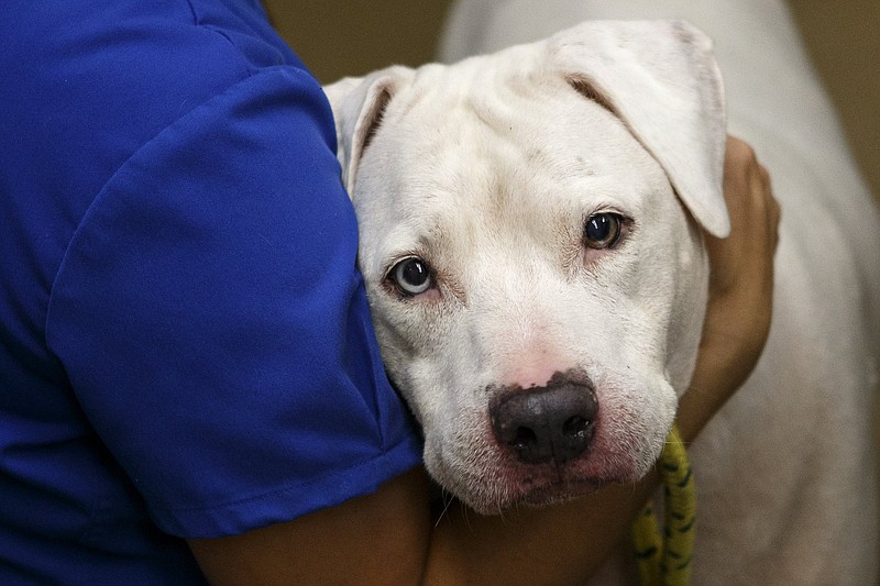 Veterinarian assistant Jill Tokay comforts Pooh Bear as he is triaged at McKamey Animal Center on Sept. 13, 2018, in Chattanooga.