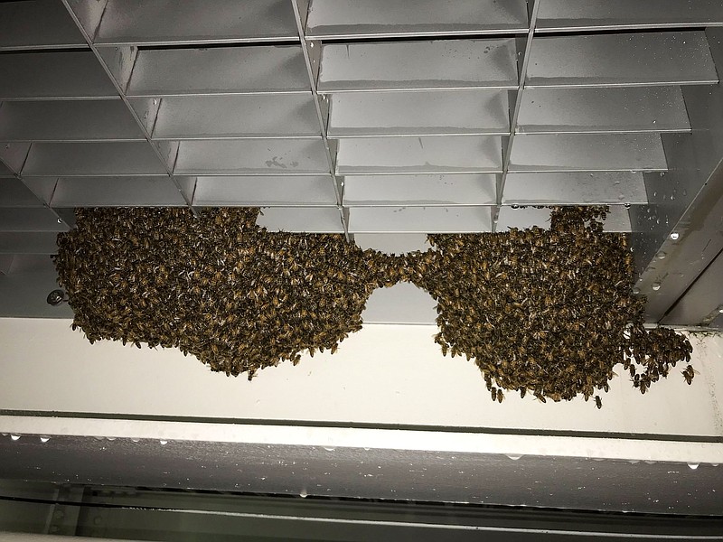 In a photo from the New York Police Department, bees are removed from the Staten Island Ferry Terminal on Sunday, Aug. 4, 2019. The police department's beekeeping unit used a special vacuum to safely relocate the bees. (New York City Police Department via The New York Times) 