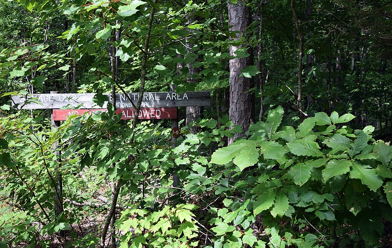 Mark Pace/Chattanooga Times Free Press — 08/06/19. A forested area in the Savage Gulf State Natural Area shows what the general area looked like before it was cleared. A prescribed burn on the property will take place in the Spring as groups work to restore Cumberland Plateau natural areas.