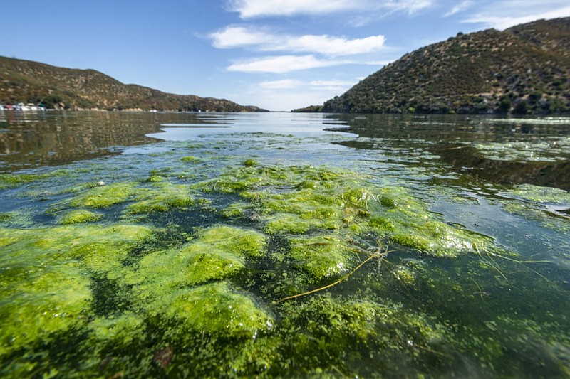 Algae blooms float on the surface of Silverwood Lake near Hesperia, Calif., on Wednesday July 24, 2019. The California Department of Water Resources posted warning signs that the toxins in the waters can harm people and kill pets and livestock due to cyanobacteria blooming in the lake. (James Quigg, Daily Press/The Daily Press via AP)