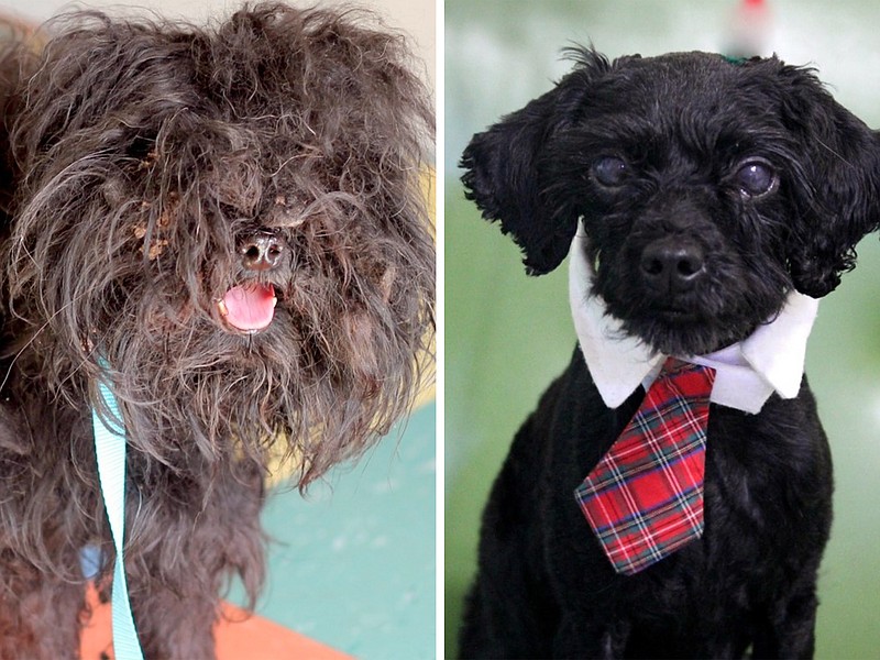 Griffin's before-and-after photos show his dramatic transformation from throwaway stray to cherished pet. Votes for Griffin in a Dirty Dogs Contest could win Humane Society of Northwest Georgia a cash prize of up to $5,000.