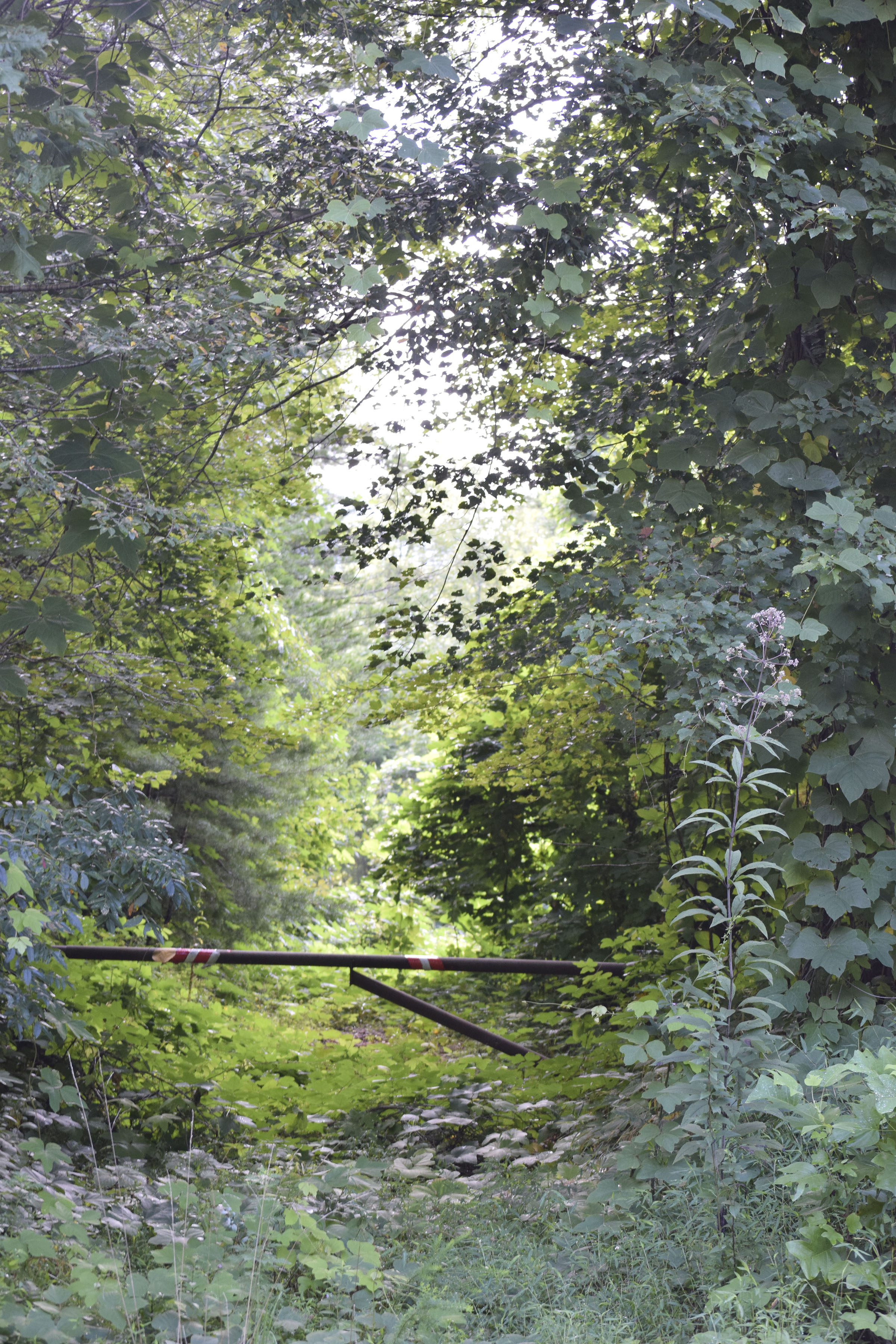 A U.S. Forest Service gate blocks the entrance to a segment of the Trail of Tears in Coker Creek, Tenn., on Aug. 14, 2019. The Forest Service in 2014 mistakenly built at least 32 earthen berms, some of them with deep pits called "tank traps" behind them.