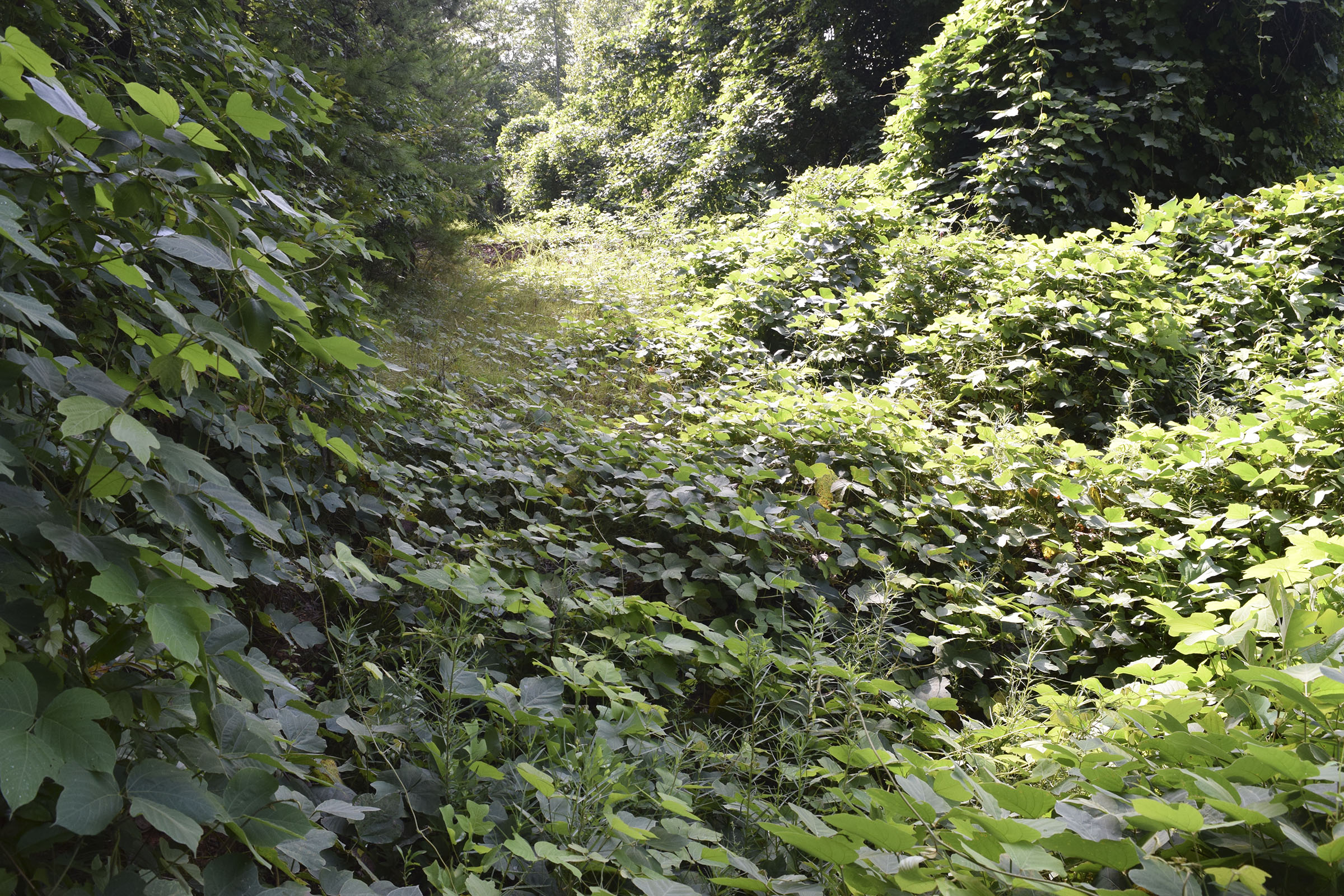 The U.S. Forest Service in 2014 mistakenly built at least 32 earthen berms, some of them with deep pits called "tank traps" behind them, intended to block access to the trail. At the bottom of the frame is the kudzu-covered top of the first berm along the Trail of Tears. The slight dip just in front of the next mound of kudzu at the middle of the frame is actually a 3-4 foot-deep water-filled pit beneath the kudzu vines.