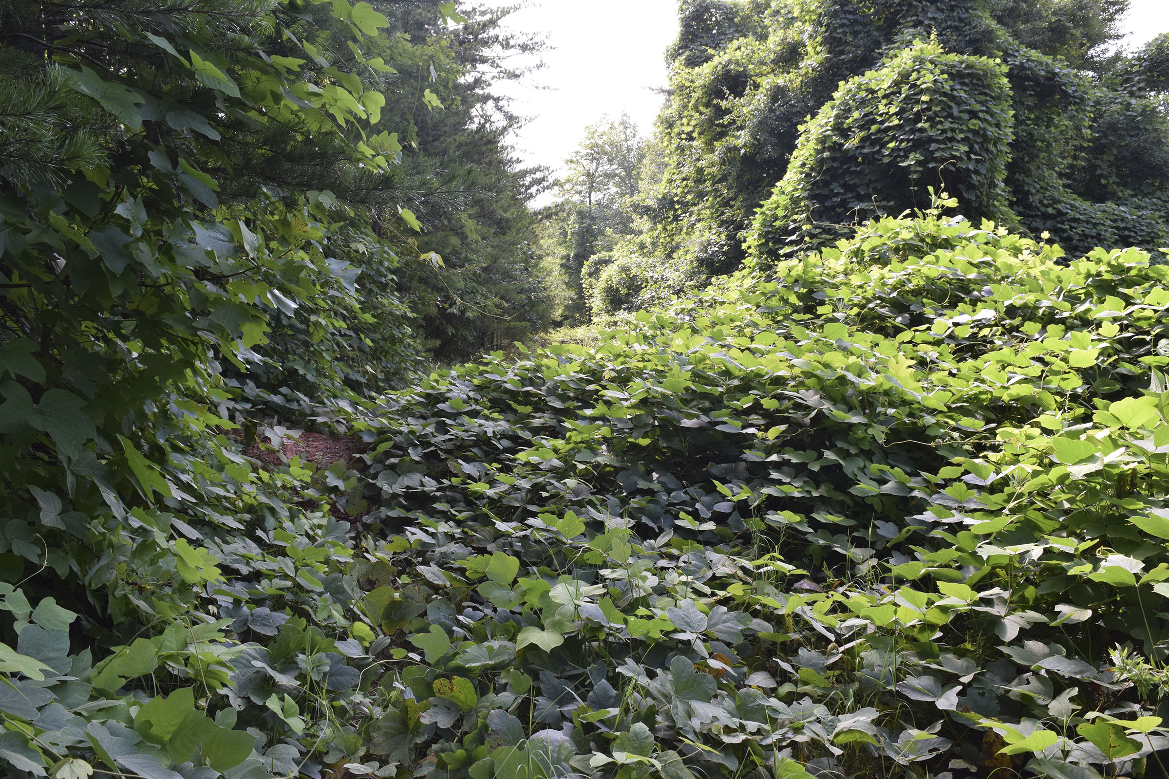 The U.S. Forest Service in 2014 mistakenly built at least 32 earthen berms, some of them with deep pits called "tank traps" behind them, intended to block access to the trail. This is a photo taken Aug. 14, 2019, of the first berm/trap encountered on the trail. Behind this berm is a 3-4 foot-deep water-filled tank trap hidden beneath the kudzu vines.