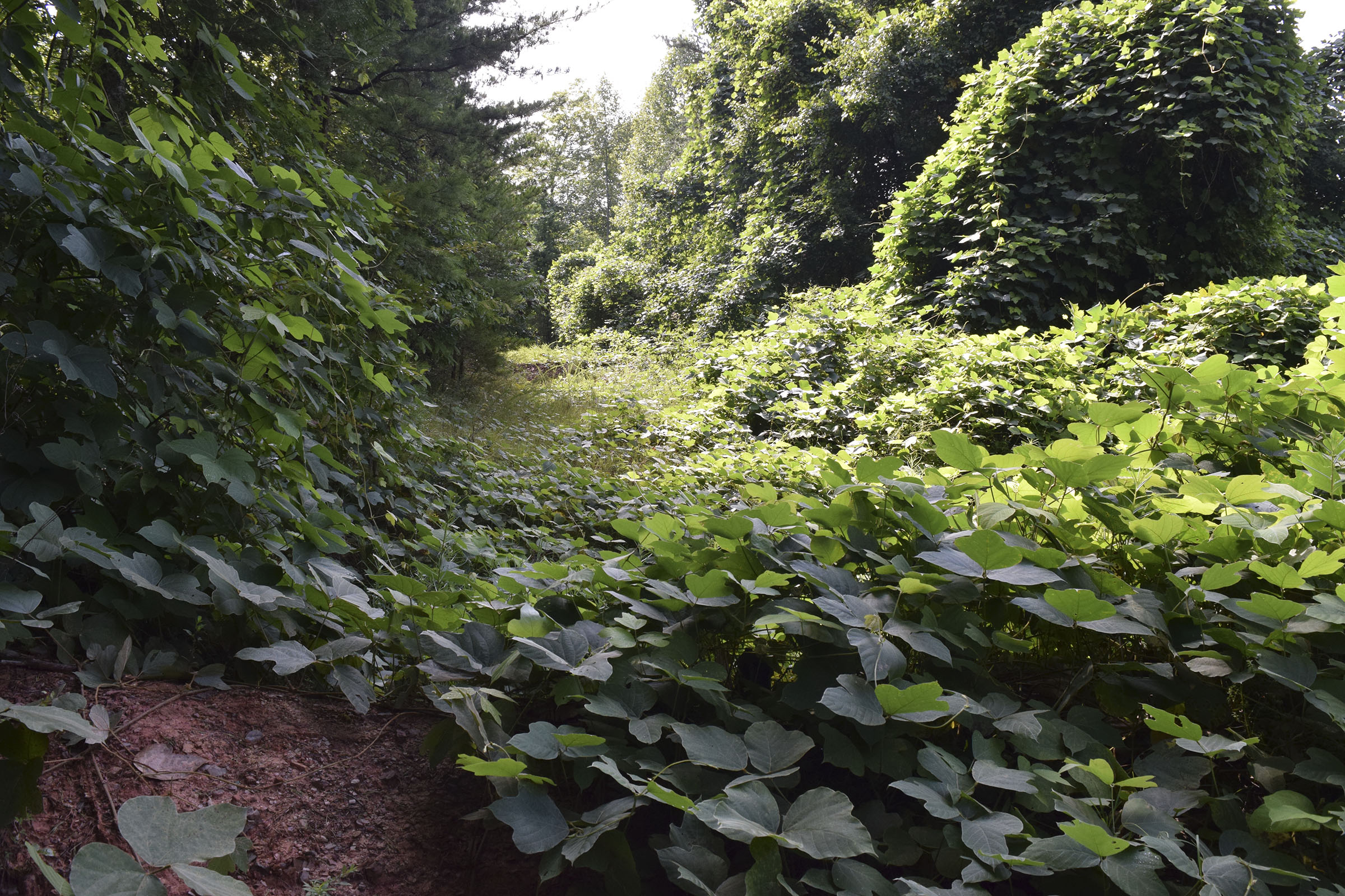 The U.S. Forest Service in 2014 mistakenly built at least 32 earthen berms, some of them with deep pits called "tank traps" behind them, intended to block access to the trail. This is a photo taken Aug. 14, 2019, of the first berm/trap encountered on the trail. Behind this berm is a 3-4 foot-deep water-filled tank trap hidden beneath the kudzu vines.