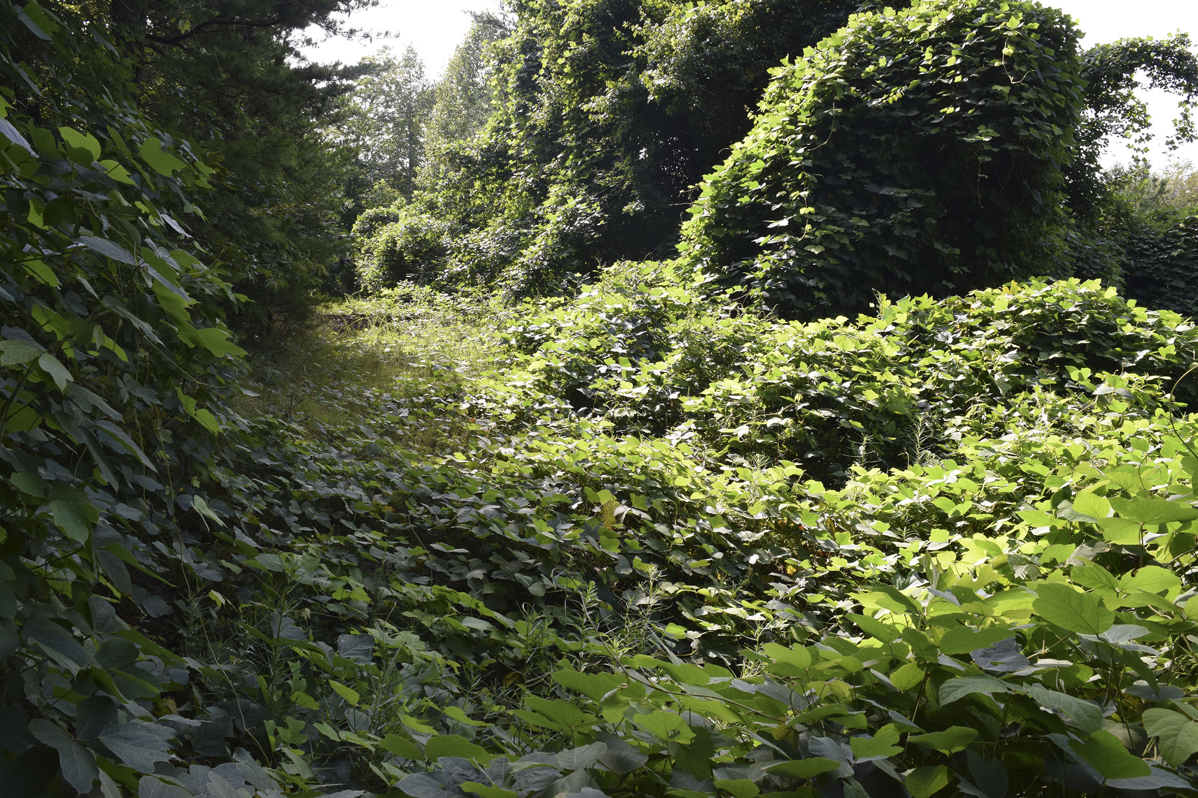 The U.S. Forest Service in 2014 mistakenly built at least 32 earthen berms, some of them with deep pits called "tank traps" behind them, intended to block access to the trail. This is a photo taken Aug. 14, 2019, of the first berm/trap encountered on the trail. Behind this berm is a 3-4 foot-deep water-filled tank trap hidden beneath the kudzu vines.
