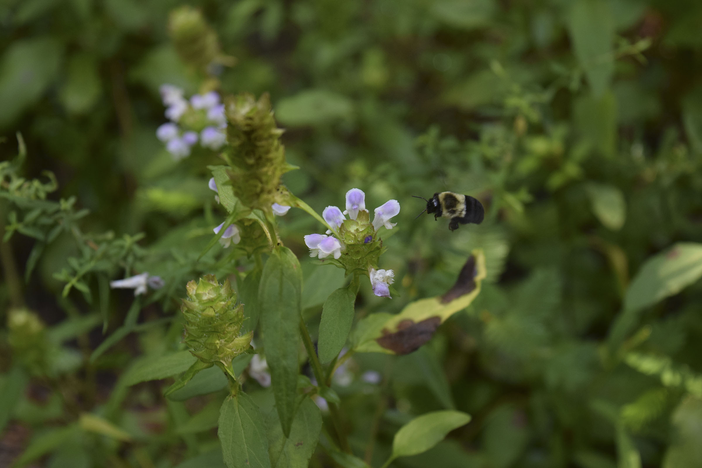 A bumble bee visits a wildflower along the Trail of Tears in Coker Creek, Tenn., on Aug. 14, 2019. The U.S. Forest Service in 2014 mistakenly built at least 32 earthen berms along the Trail of Tears that are supposed to be repaired but nothing has happened in the six years since the federal agency did the damaging work.