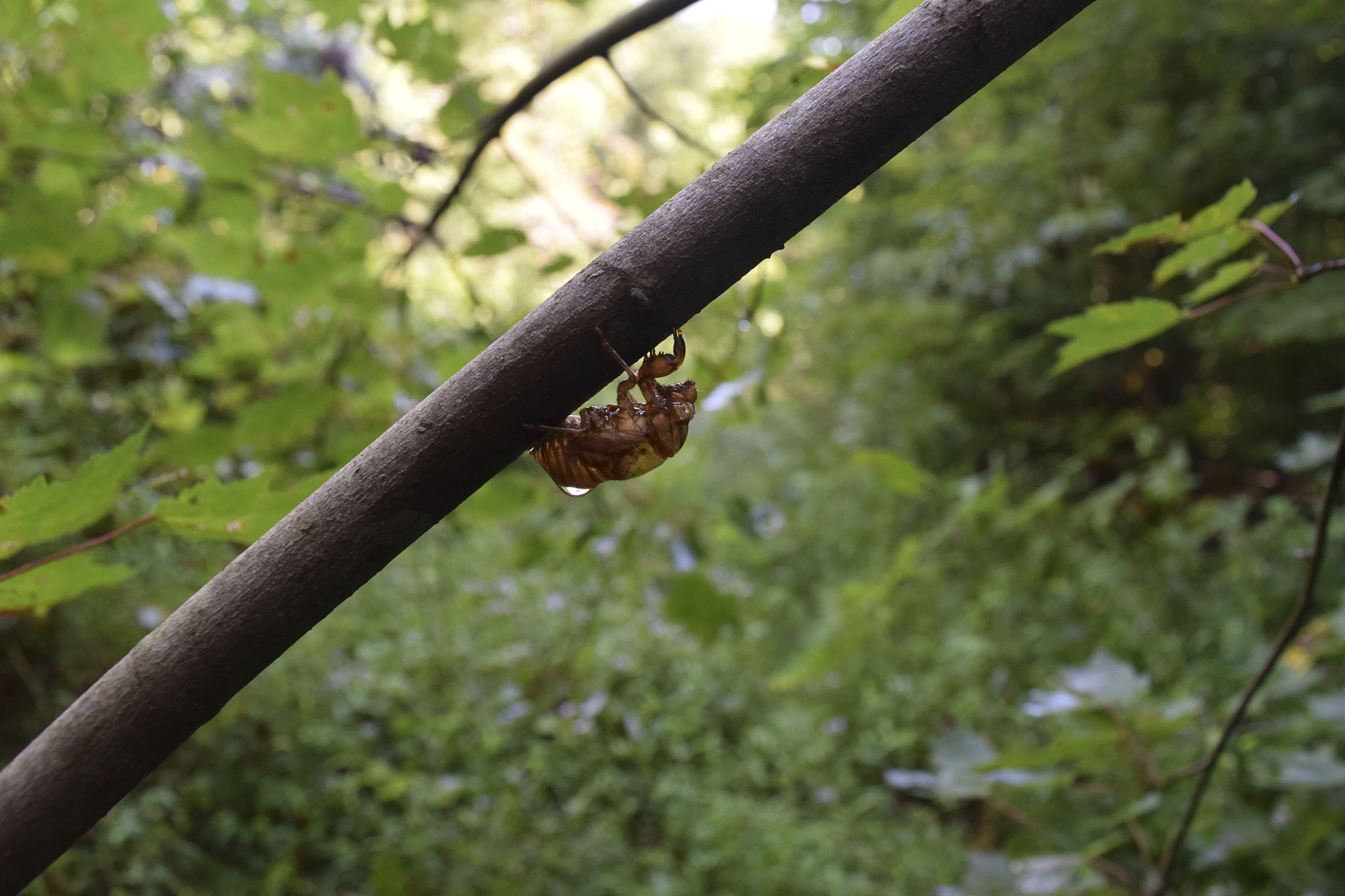 The exoskeleton of a cicada bejeweled with a drop of dew hangs from a limb along the Trail of Tears in Coker Creek, Tenn., on Aug. 14, 2019. The U.S. Forest Service in 2014 mistakenly built at least 32 earthen berms along the Trail of Tears that are supposed to be repaired but nothing has happened in the six years since the federal agency did the damaging work.
