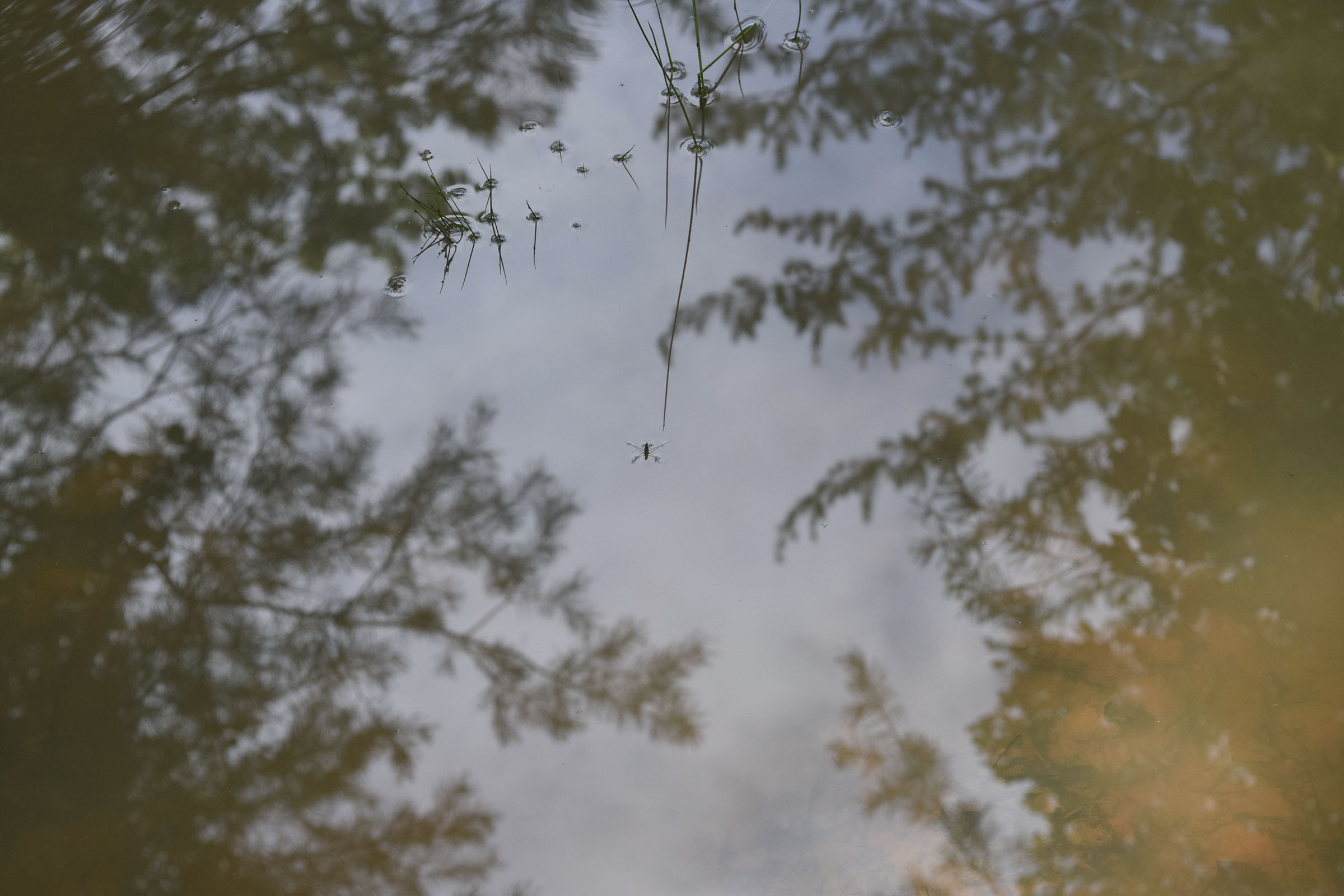The water strider floats on the surface of water in a pit called a tank trap along the Trail of Tears in Coker Creek, Tenn., on Aug. 14, 2019. The U.S. Forest Service in 2014 mistakenly built at least 32 earthen berms/tank traps along the Trail of Tears that are supposed to be repaired but nothing has happened in the six years since the federal agency did the damaging work.