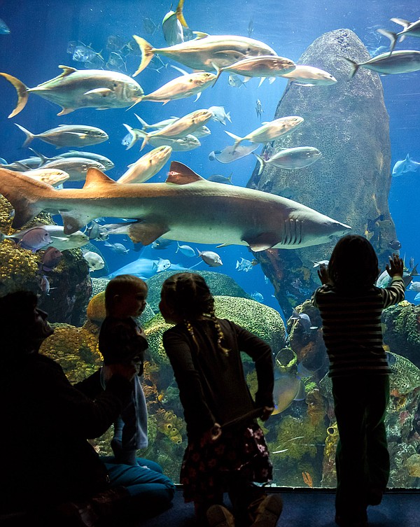 Class Notes: Tennessee Aquarium to host students for special 'Sleep in ...