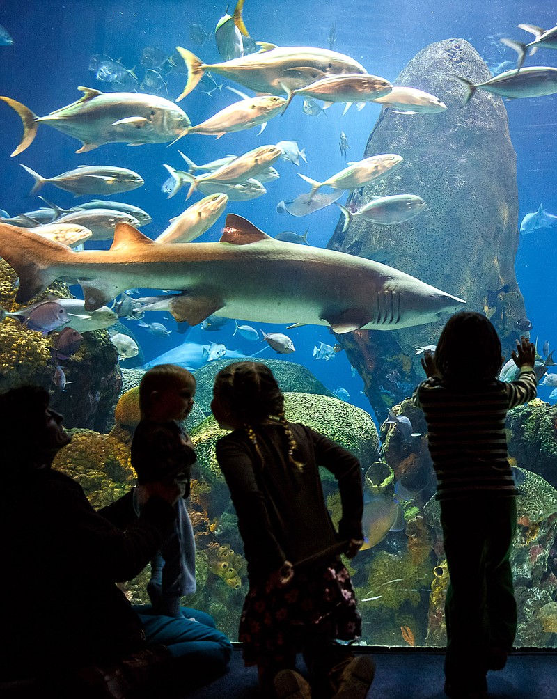 The Tennessee Aquarium will host some local students for a sleepover at the aquarium, where they will be able to watch a live stream from a coral reef in the Gulf of Mexico and hear from scientists, on Aug. 22 through a special "Sleep in the Deep" program. Photo courtesy of The Tennessee Aquarium and John Bamber. Contributed Photo/Times Free Press