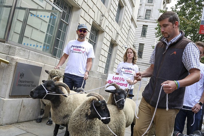 Demonstrators walk a flock of sheep outside British Government's Department of International Trade as part of a protest against Brexit, in central London, Thursday, Aug. 15, 2019. Protestors are walking sheep past government buildings as part of 'Farmers for a People's Vote' to highlight the risk Brexit presents to livestock. (AP Photo/Vudi Xhymshiti)