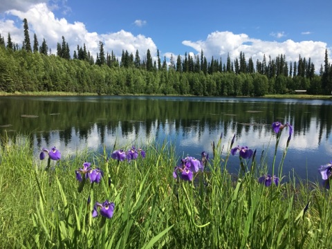 Wild iris grow near a mirrored lake by a roadside picnic area. / Photo by Patti Smith