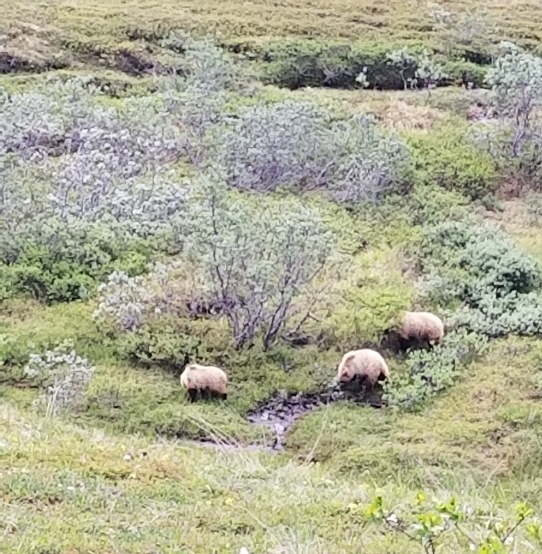 A mother grizzly and her cubs graze along the park road through Denali National Park. / Photo by Patti Smith