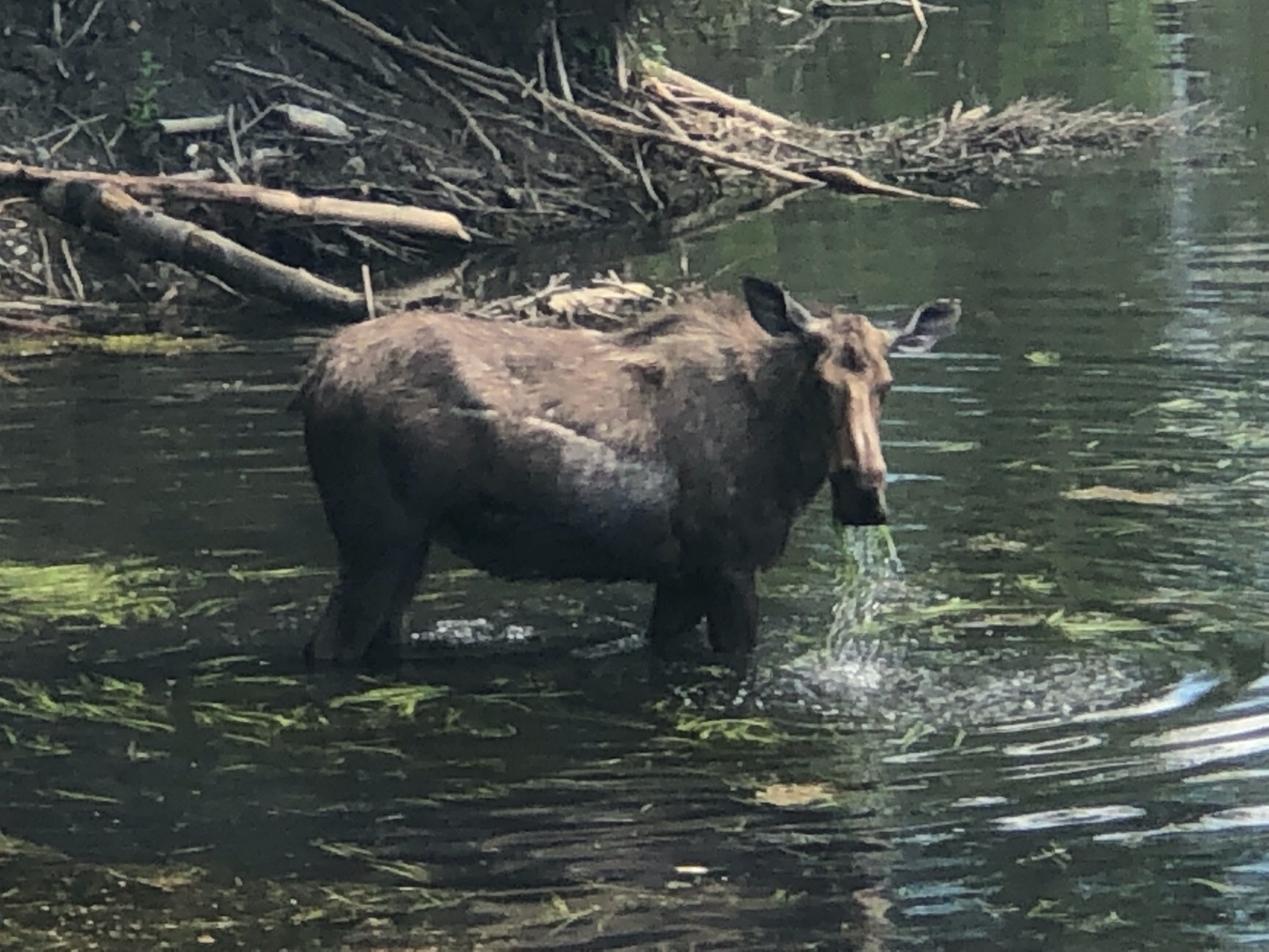 A moose munches greens from the bottom of a pond beside a road near Fairbanks. / Photo by Patti Smith
