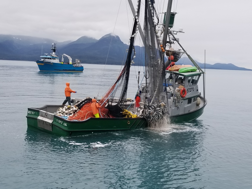 Commercial fishermen haul a salmon catch from Prince William Sound. / Photo by Patti Smith