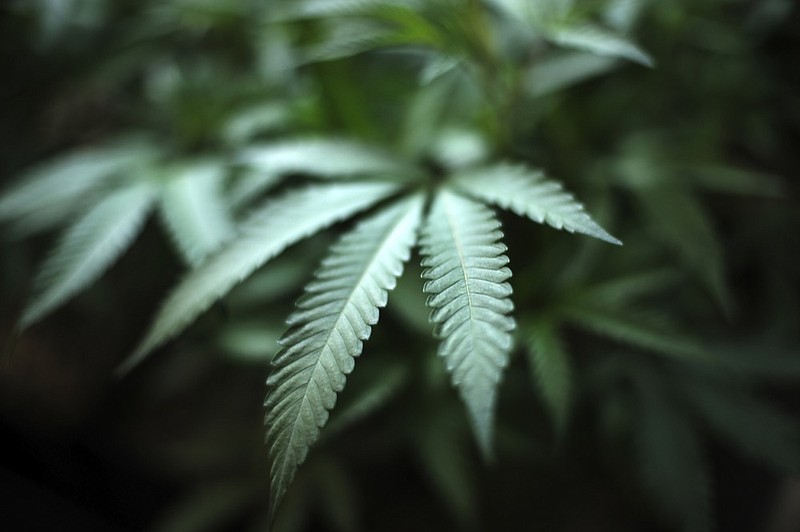 FILE - In this Aug. 15, 2019, file photo, marijuana grows at an indoor cannabis farm in Gardena, Calif. Federal health officials are issuing a national warning against marijuana use by adolescents and pregnant women, as more states legalize some forms of the drug's use. (AP Photo/Richard Vogel, File)


