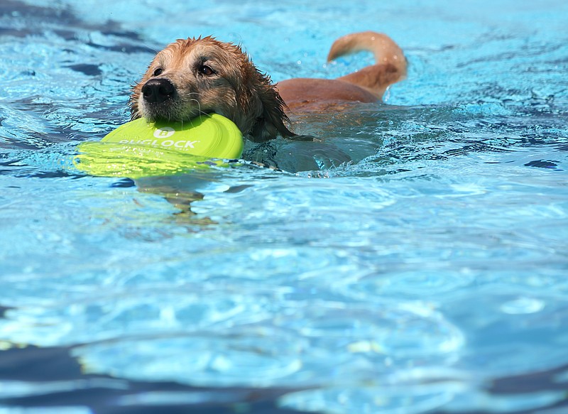 Staff File Photo by Erin O. Smith / Parker, 6, fetches a Frisbee during a previous Doggie Pool Paddle at the Warner Park pool. The canine swimming party is one of two fundraisers for McKamey Animal Center being held Saturday.