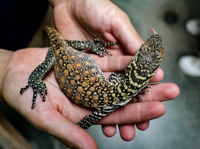 A Komodo dragon baby is seen in this photo provided by the Chattanooga Zoo. The Zoo announced its first successful komodo dragon hatching on Thursday, Sept. 5, 2019. 

